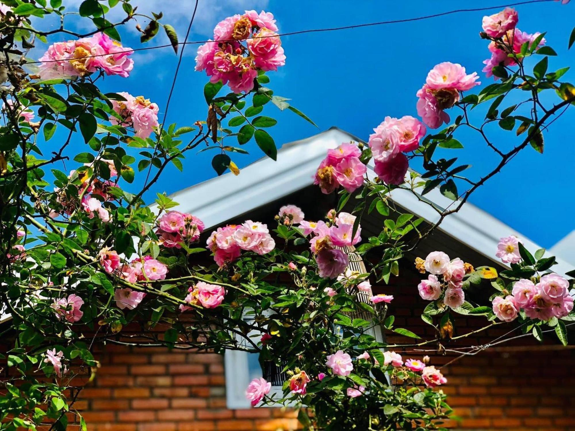 Rose House Apartment Da Lat Exterior photo